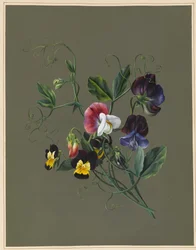 Guisantes de olor (Quitro) y violas, 1830